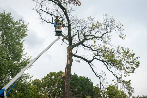 Best Arborist Consultation Services  in Darien Downtown, CT